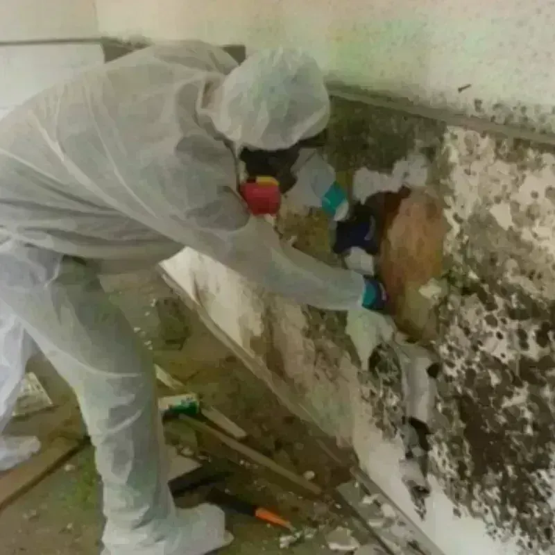 Mold Remediation and Removal in Agua Dulce, CA